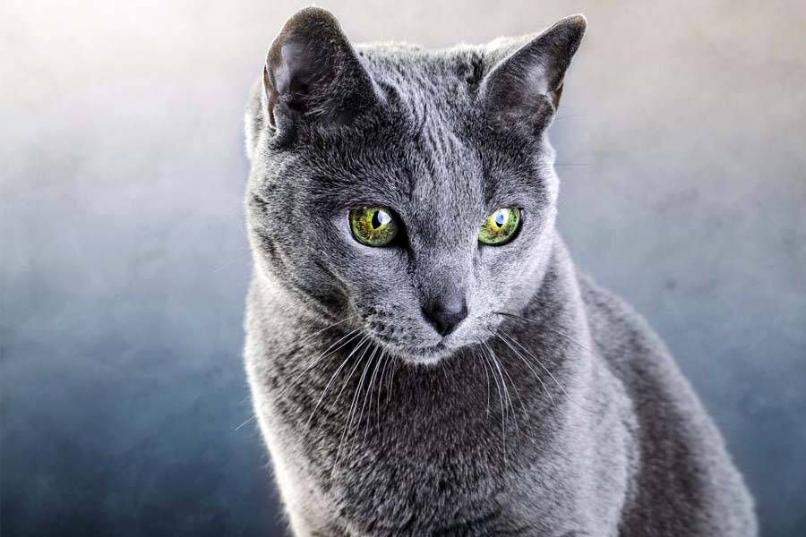 gatto blu di russia