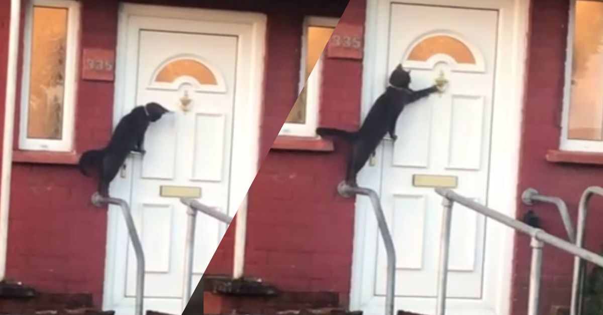 Gatto bussa alla porta per entrare in casa