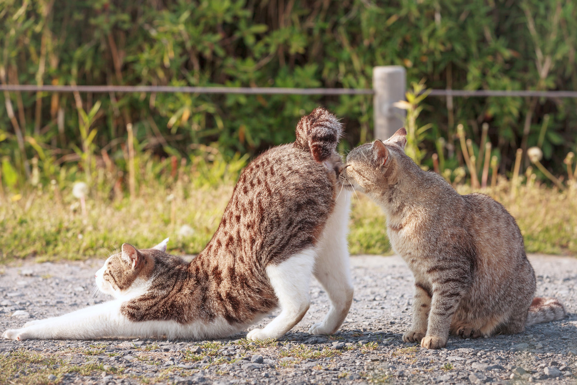 gatti-che-si-annusano