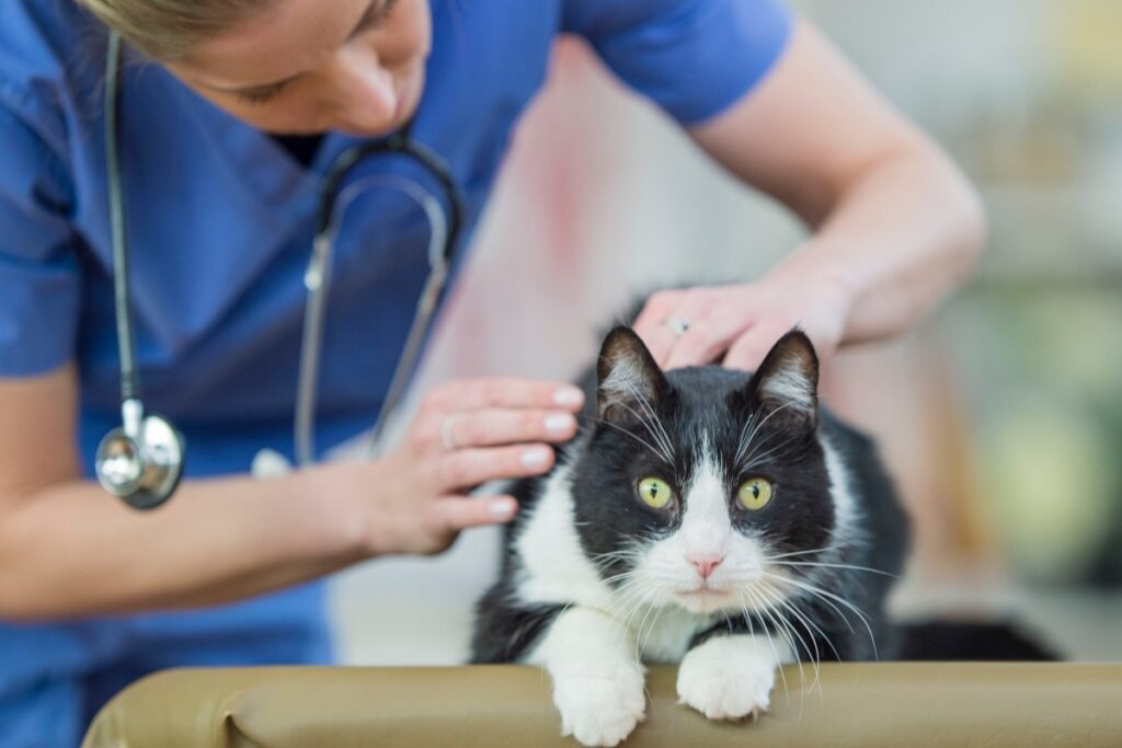 veterinario visita un gatto bianco e nero