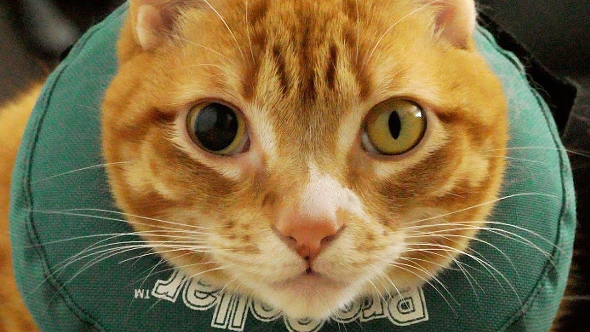 gatto con pupille diverse
