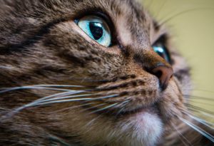 Gatto con pupille dilatate: le cause | Il mio gatto è leggenda
