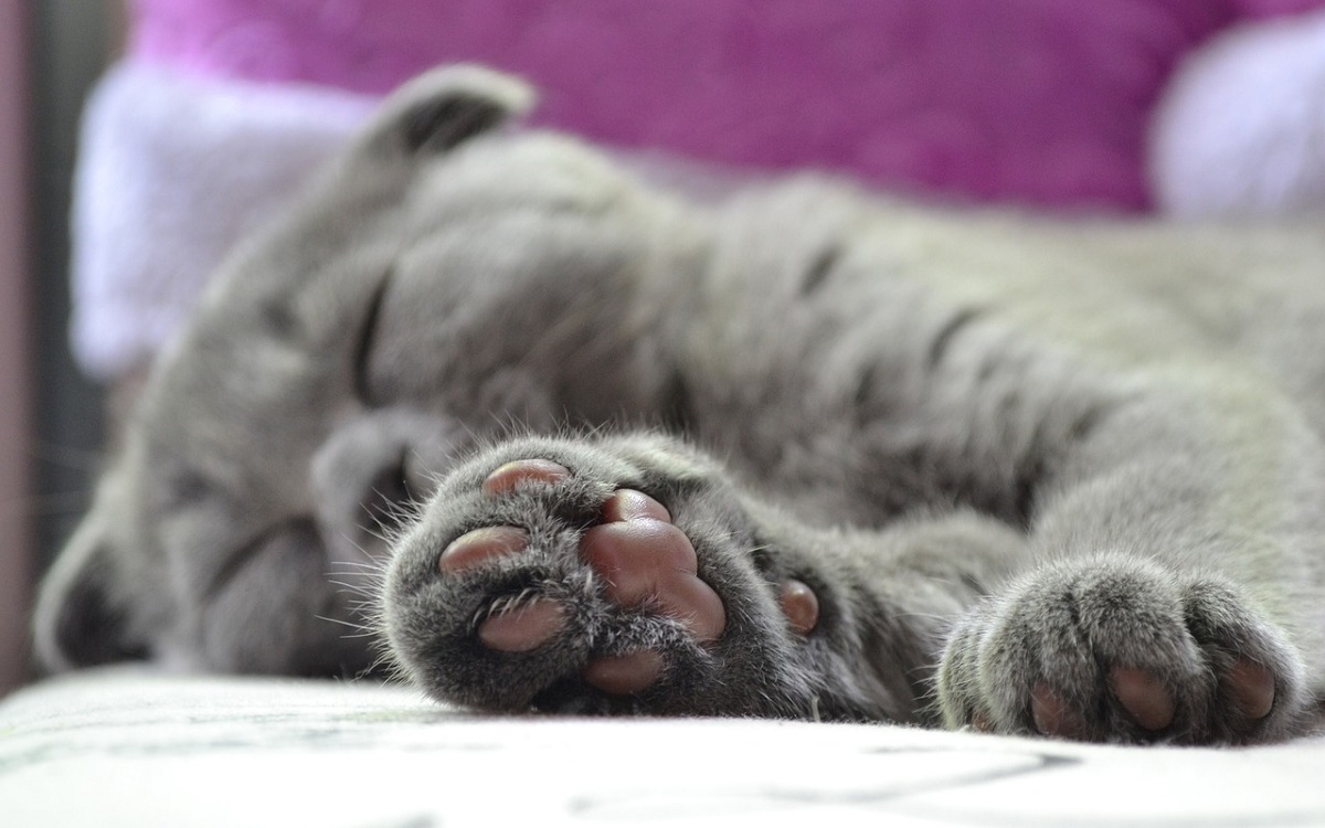 gatto che dorme con zampa in primo piano