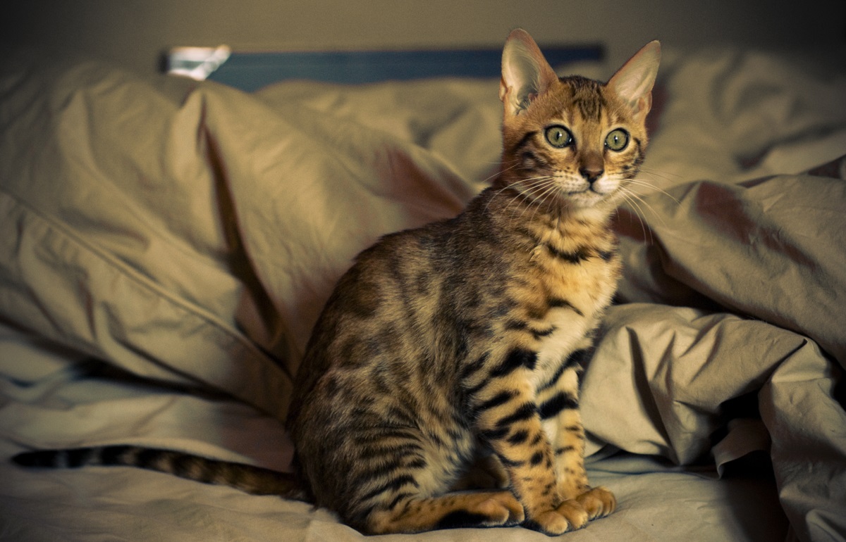 gatto del bengala seduto su letto