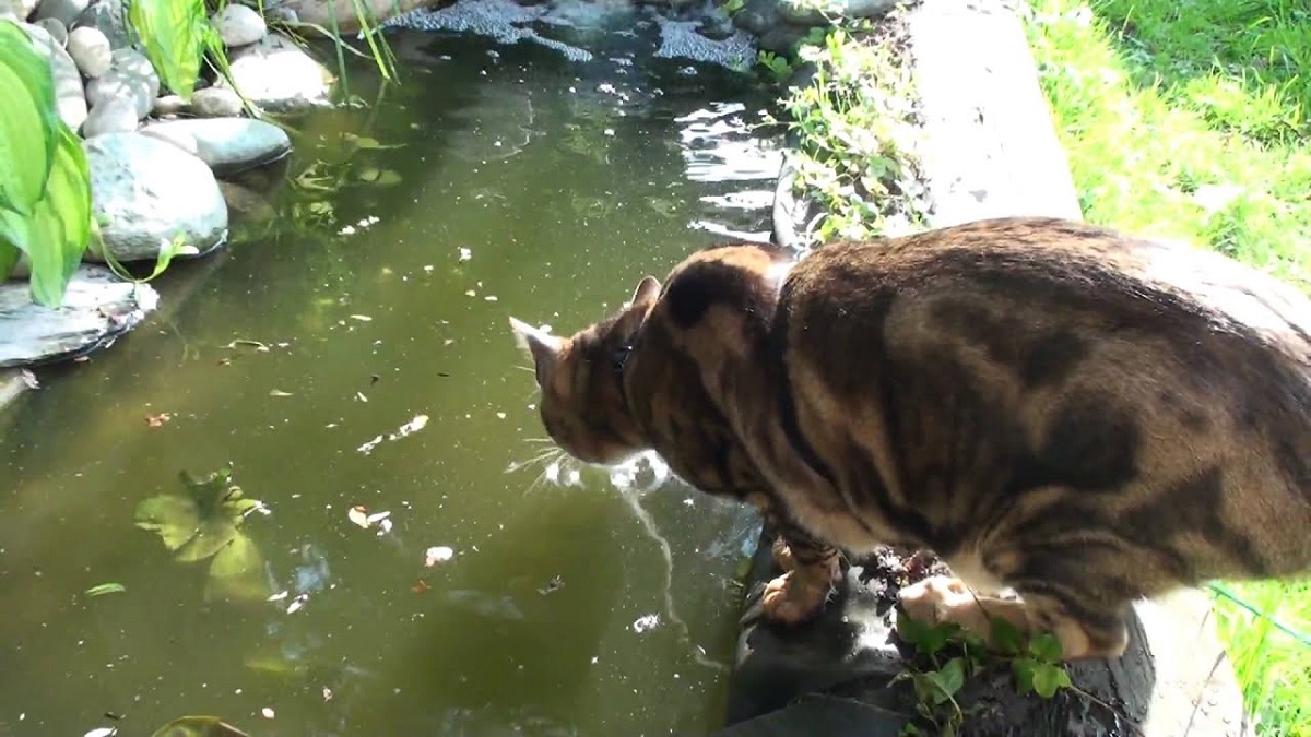 gatto del bengala gioca con acqua
