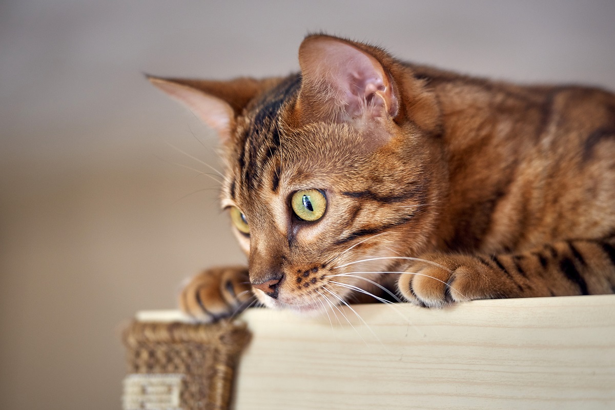 gatto del bengala su armadio