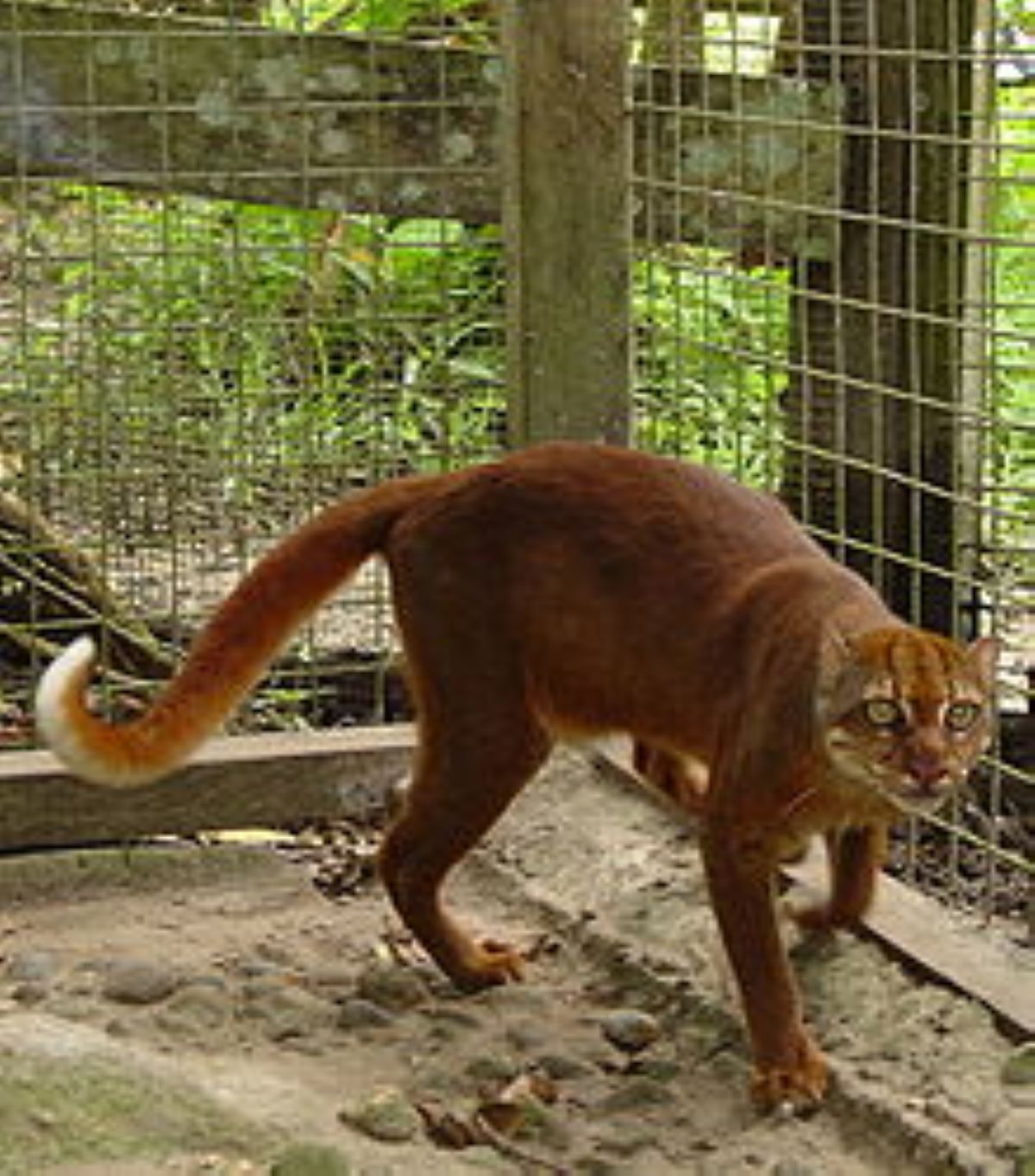 gatto-del-borneo-in-gabbia