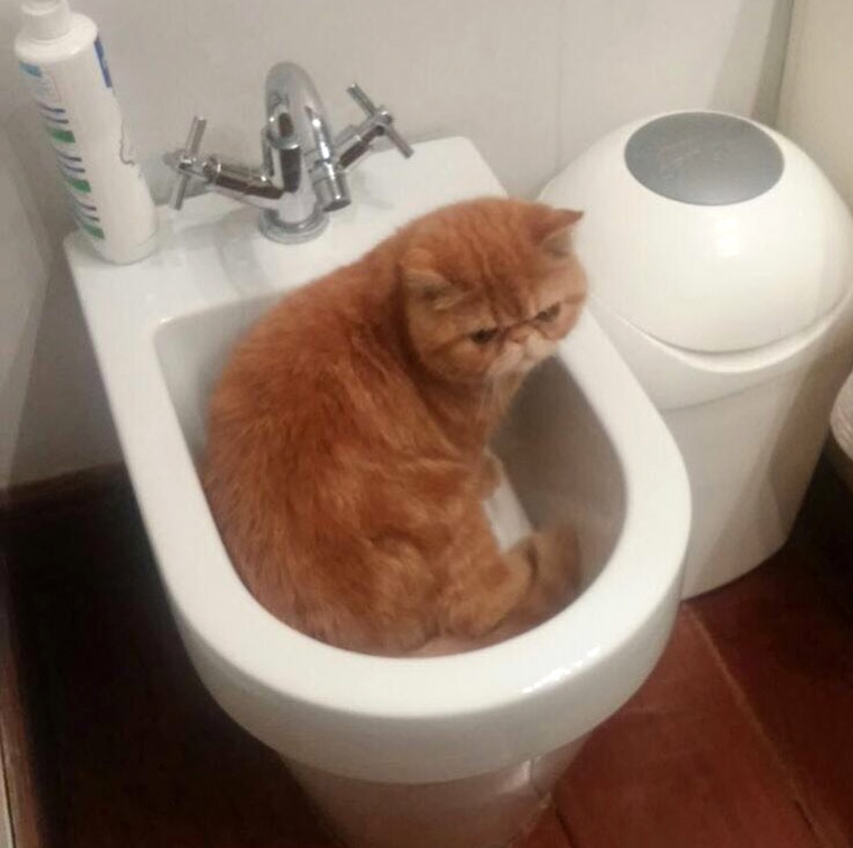 gatto nel bidet