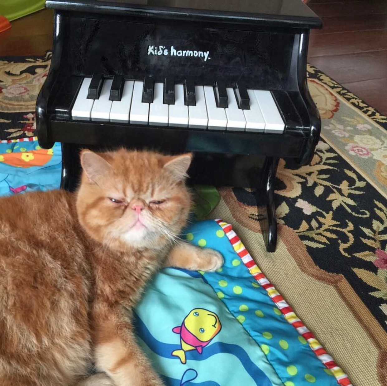 gatto e pianoforte