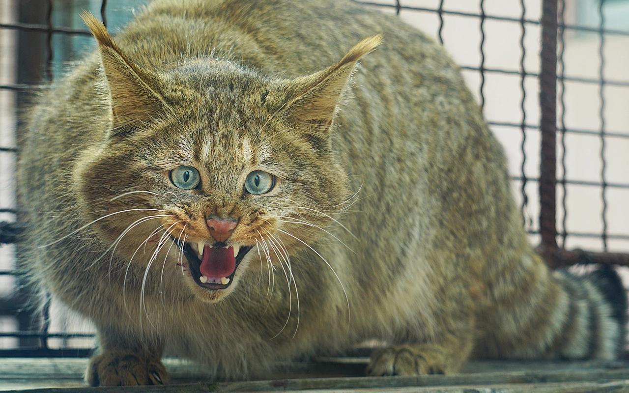 gatto selvatico arrabbiato