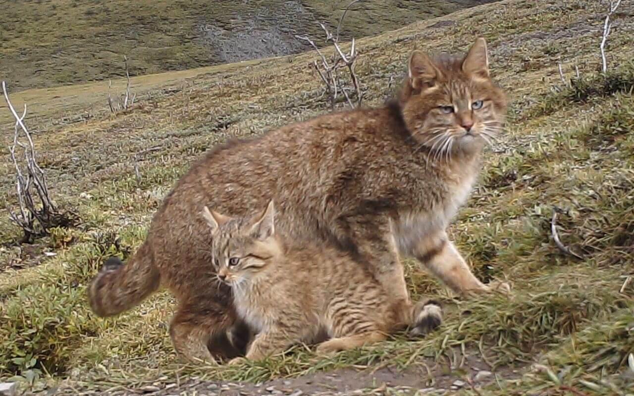 famiglia di gatti selvatici