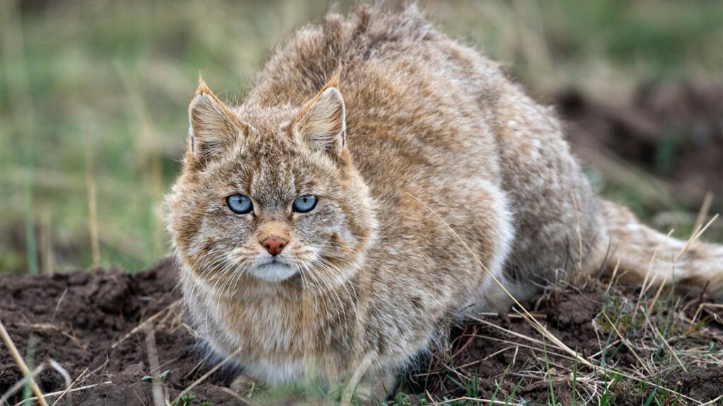 Gatto di Biet, caratteristiche e temperamento: tutto ciò che c’è da sapere