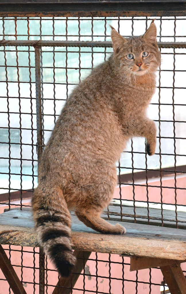 gatto di biet felis bieti