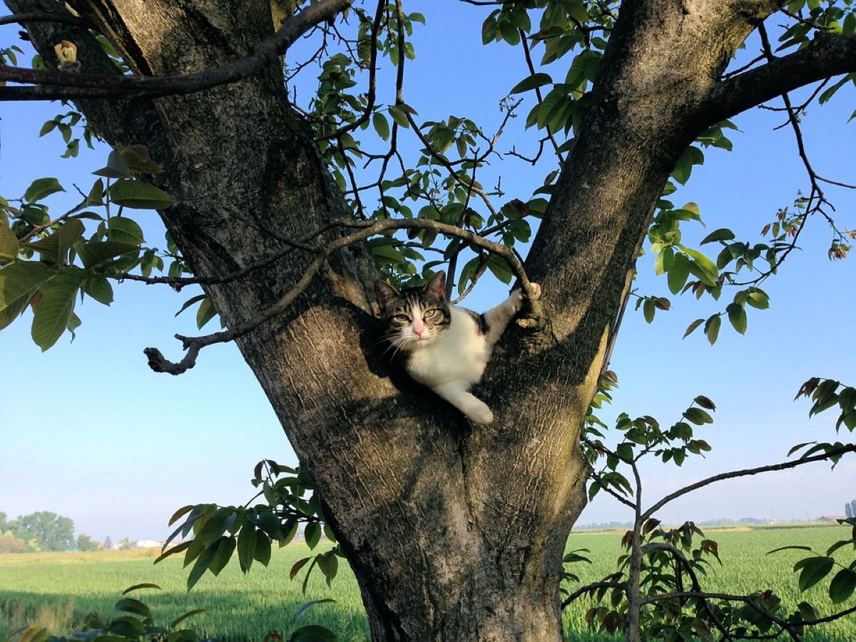 gatto-su-albero