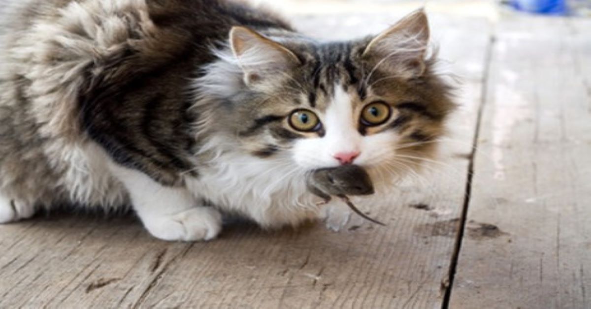 Perché i gatti portano le prede in casa?