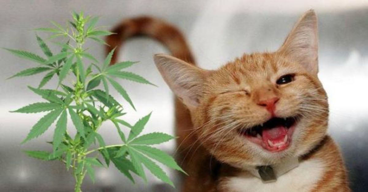 Gatto fa arrestare involontariamente uno spacciatore di droga