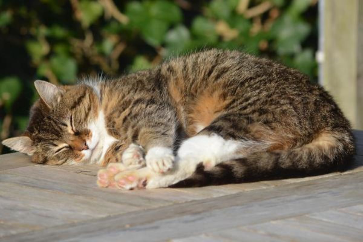 gatto-che-dorme