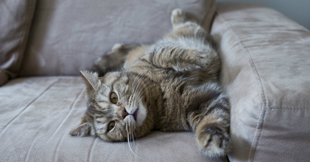 Il gatto graffia sempre il divano? Ecco come farlo smettere