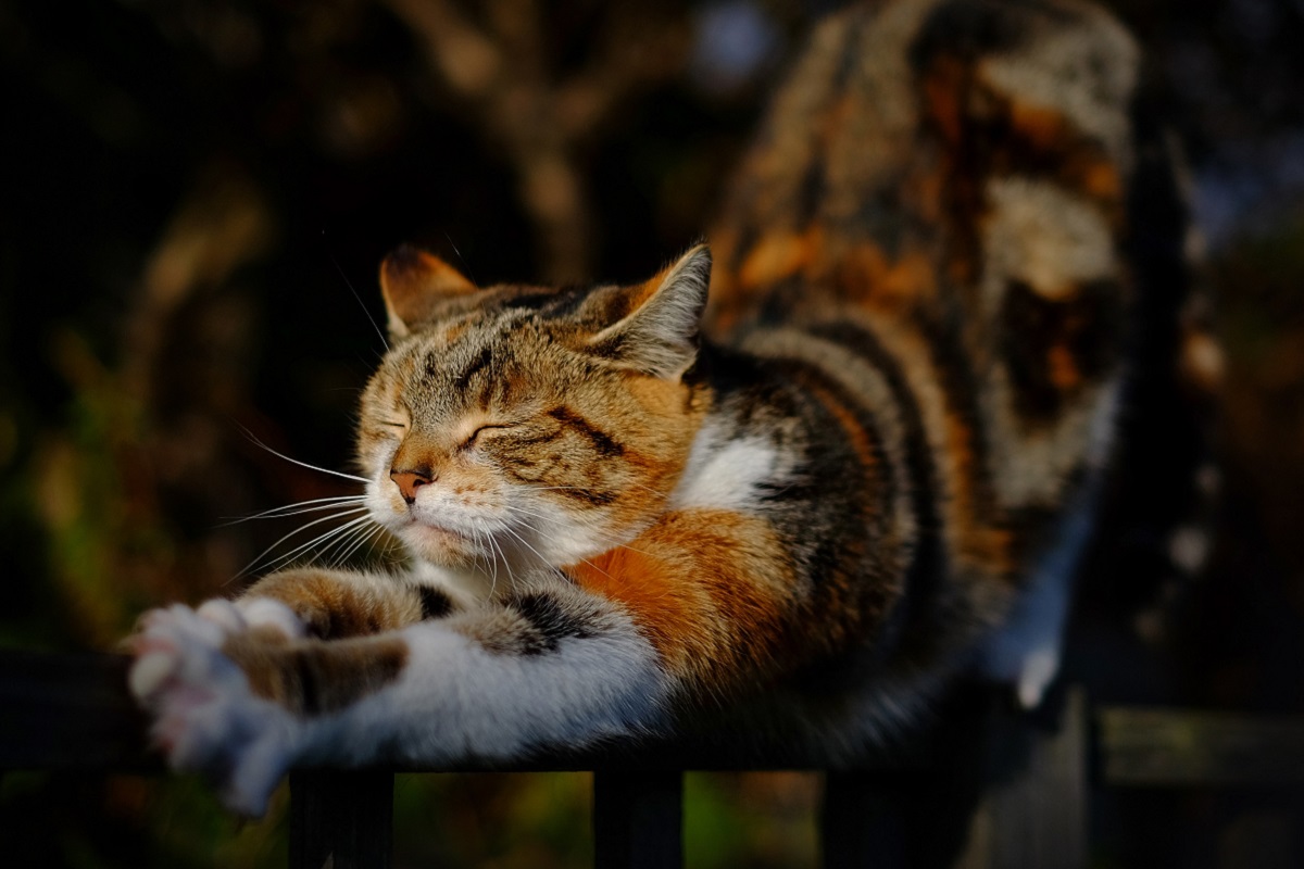 gatto stira i muscoli