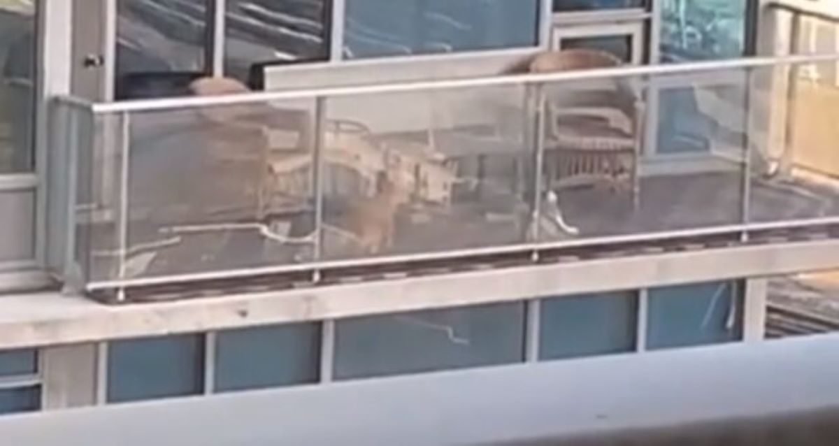 gatto-in-balcone