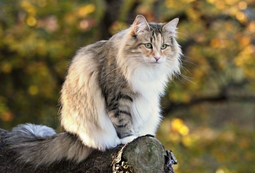 gatto norvegese delle foreste