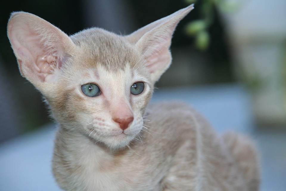 oriental shorthair un gatto anallergico