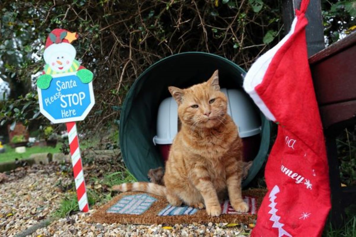 gatto-con-santa-claus