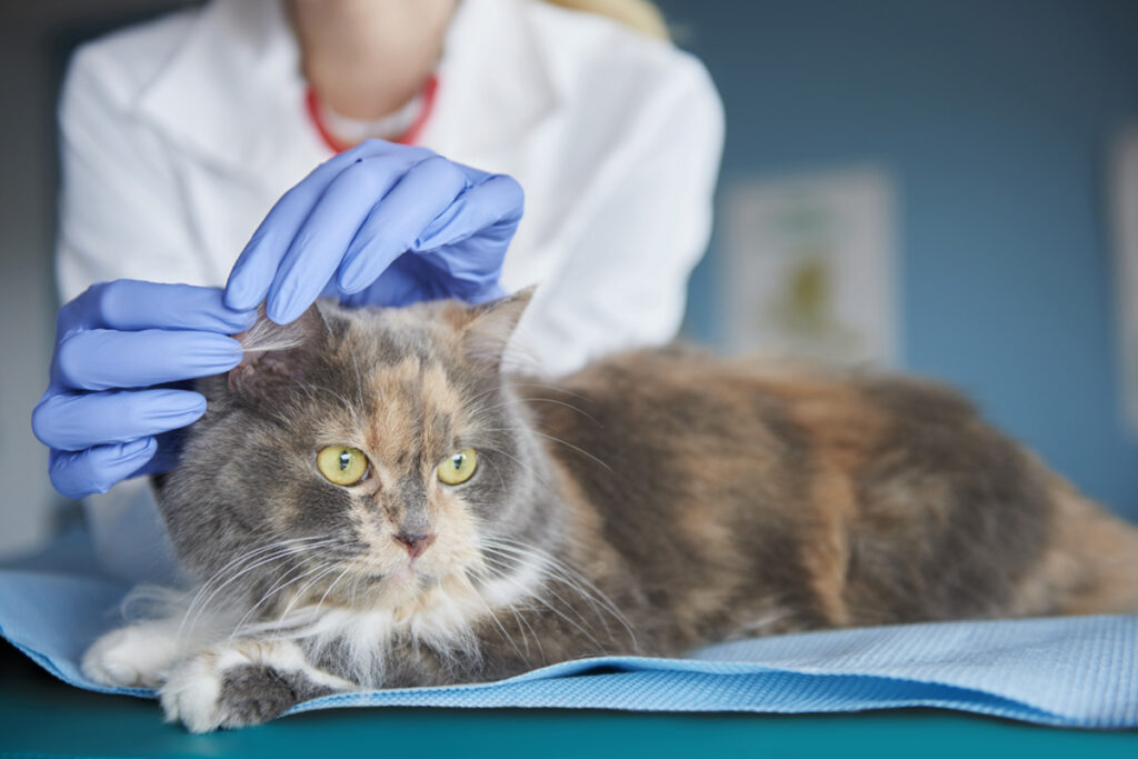 gatto perde il pelo e fa controllo veterinario