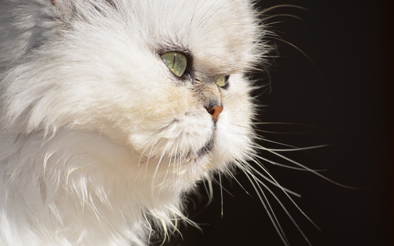 gatto bianco col muso schiacciato
