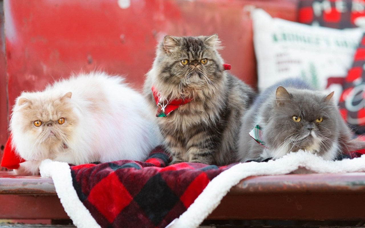 tre gatti su un furgone