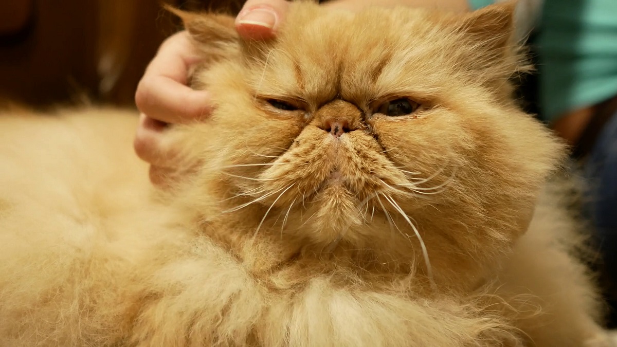 Gatto A Pelo Lungo Di Razza Codycross Get Images