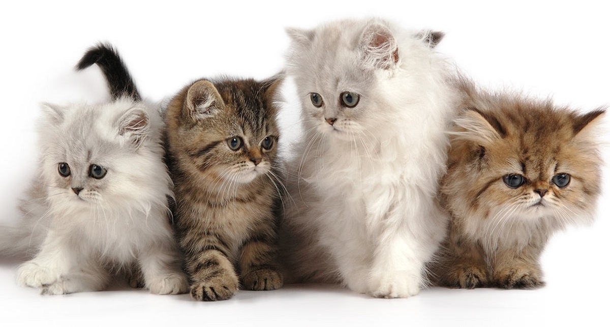 cuccioli di gatto persiano