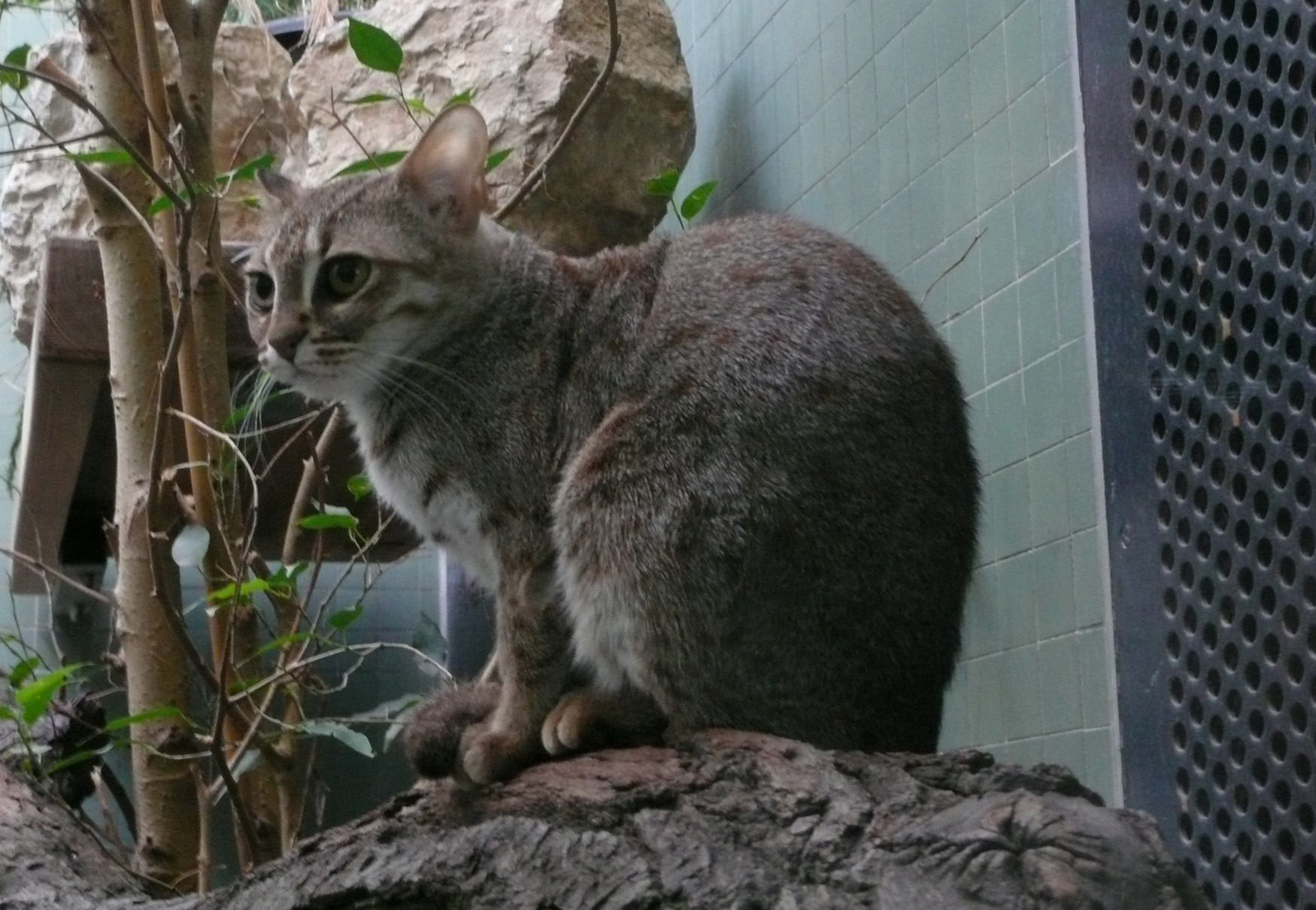 gatto rugginoso allo zoo