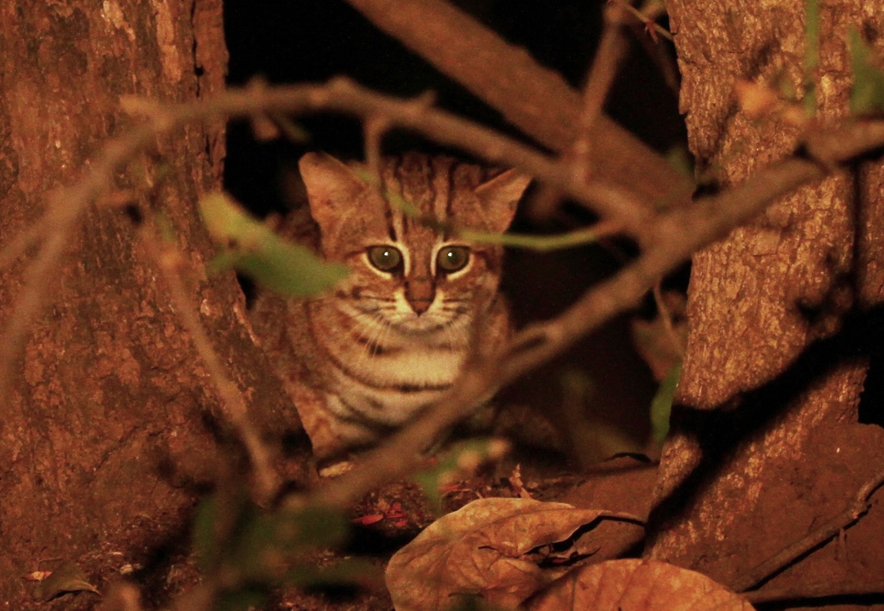 gatto rugginoso selvatico