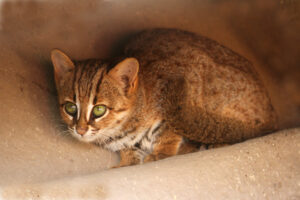 Gatto Rugginoso: un gatto unico nel suo genereIl gatto rugginoso