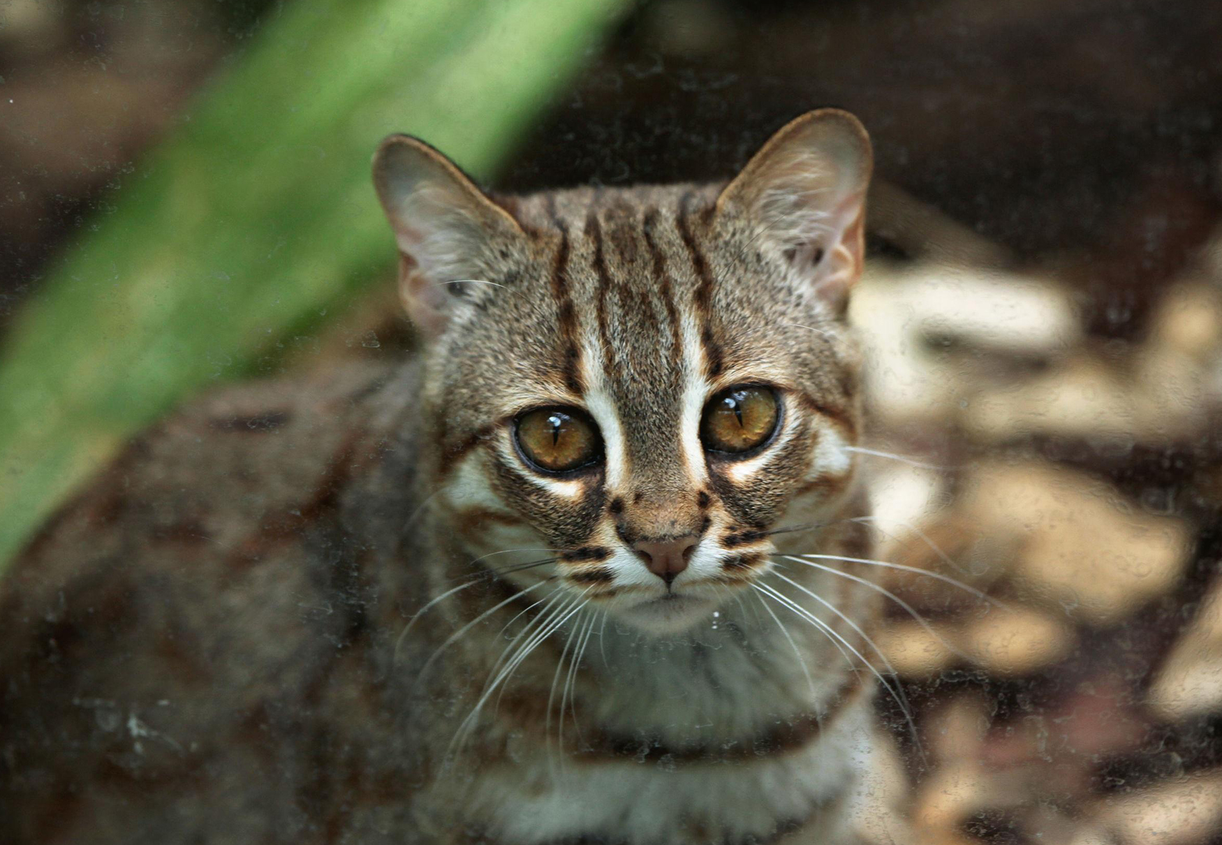 gatto maculato