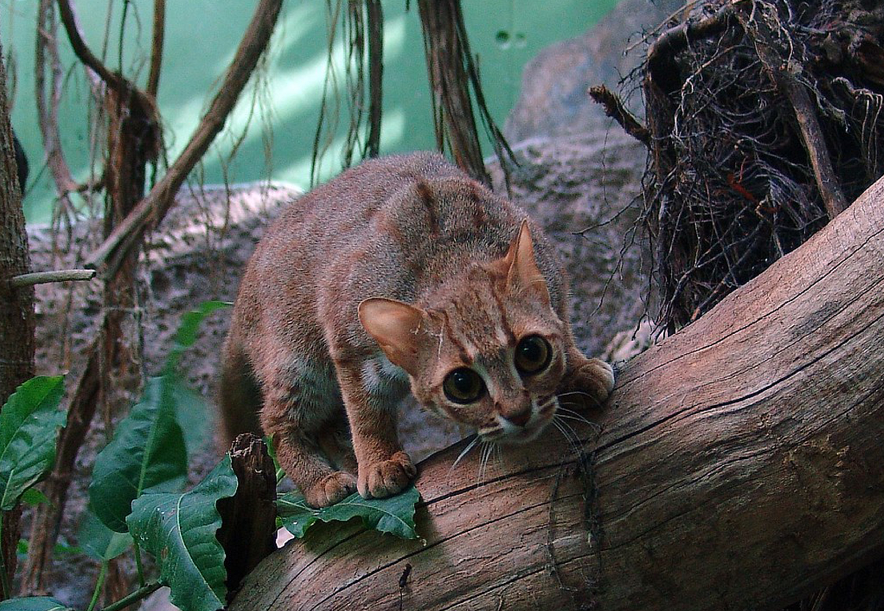 gatto pronto alla caccia