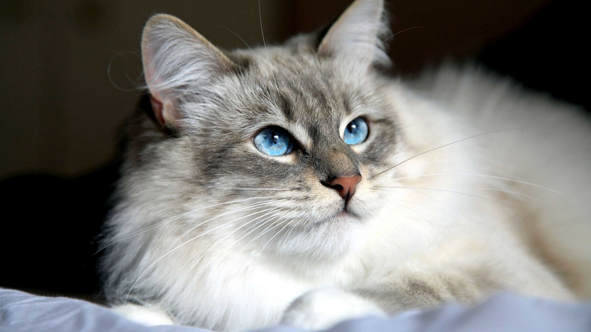 gatto siberiano occhi blu