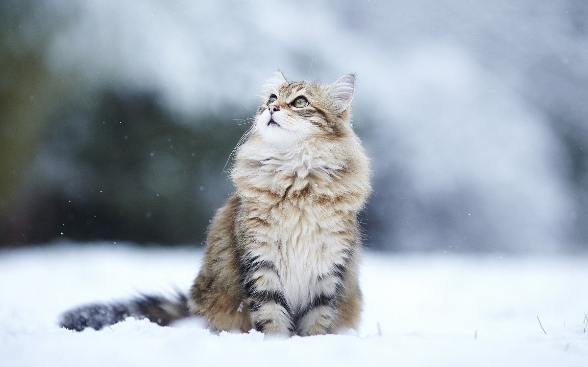 gatto siberiano sulla neve