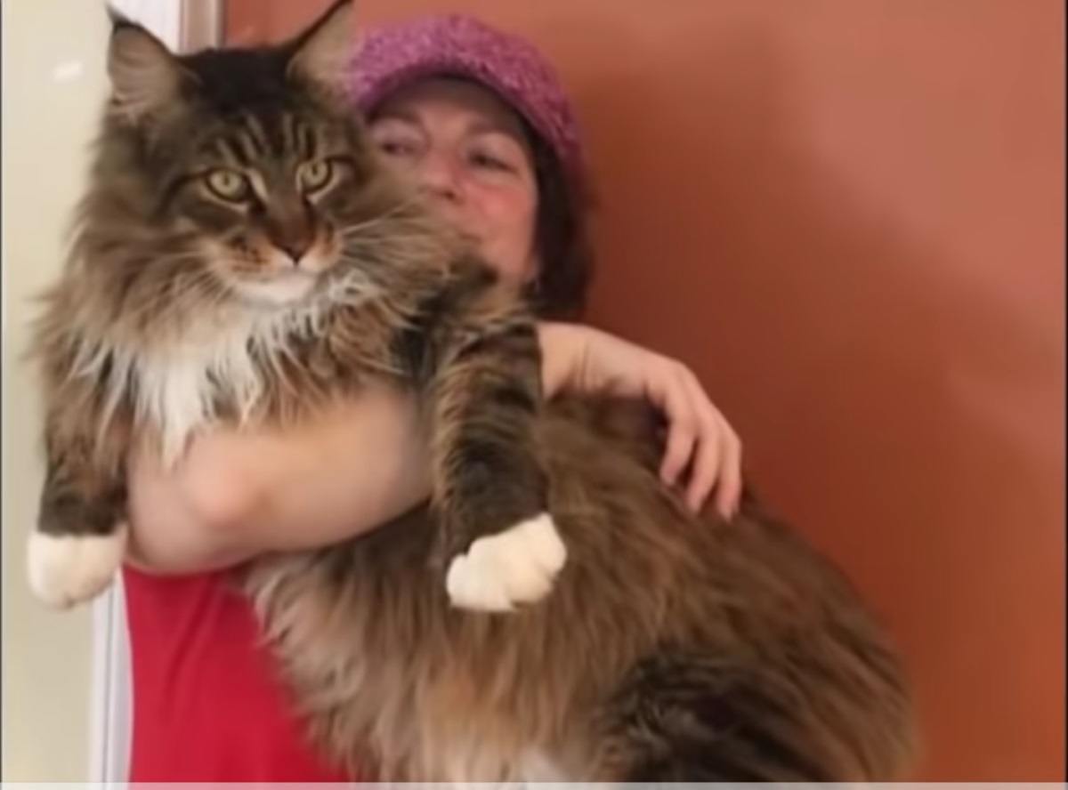 gatto-in-braccio-a-donna
