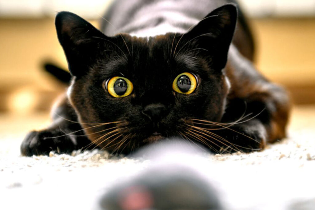 gatto nero cattura e sotterra per gioco