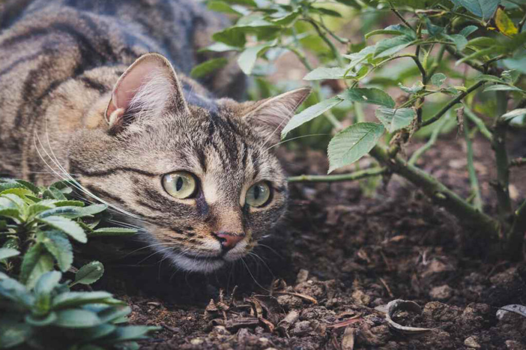 gatto caccia e sotterra cibo nel bosco