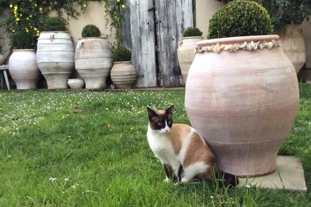 gatto sotterra vicino al vaso
