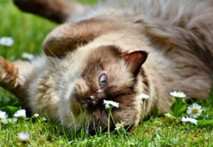 Perché il gatto sotterra il cibo?