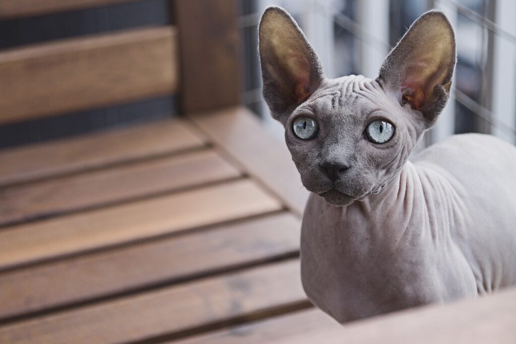 gatto canadian sphynx