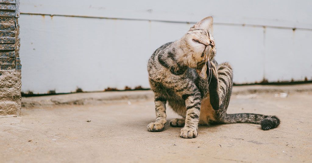 gatto si gratta l'orecchio