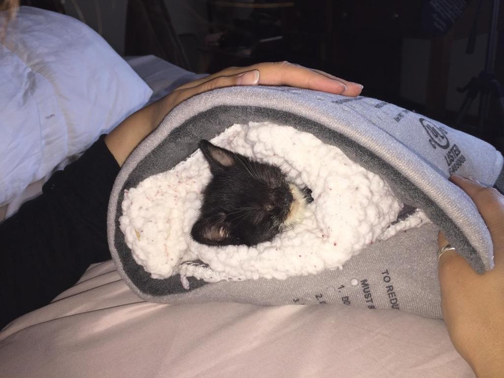 gattino avvolto ad una coperta
