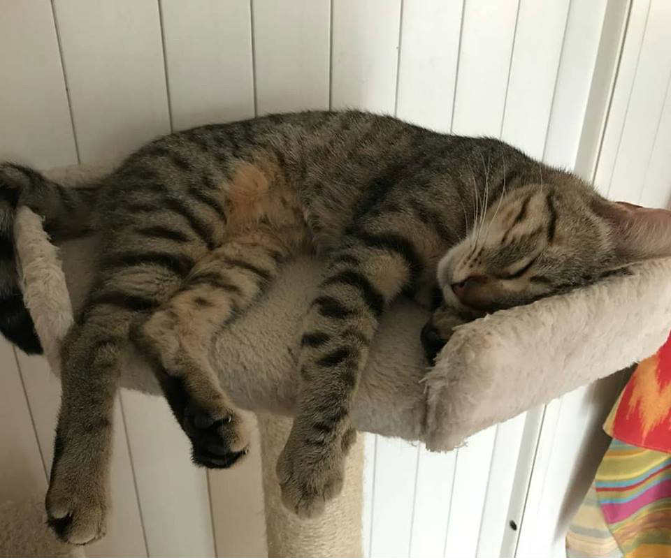 gatto dorme sul tiragraffi
