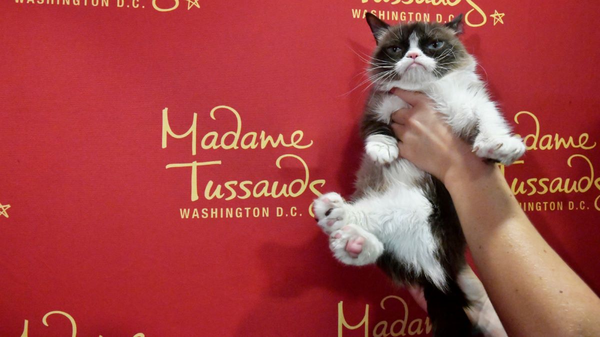 gatto-al-madame-tussauds