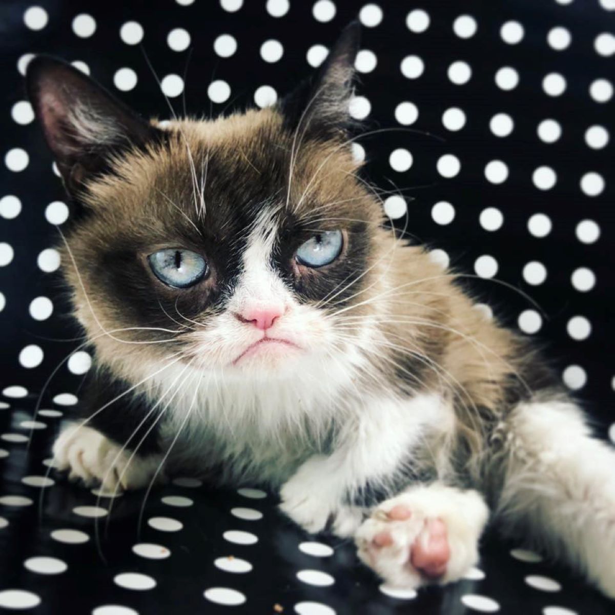 grumpy-cat